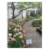 West Side Community Garden Tulip New York City NYC