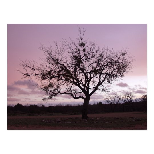 West Texas Sunset Postcard