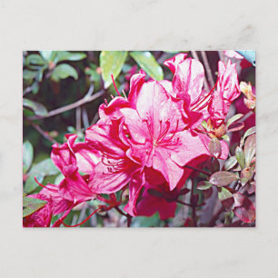 West Virginia Rhododendron Maximum Postcard