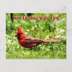 West Virginia State Bird - Northern Cardinal Postcard