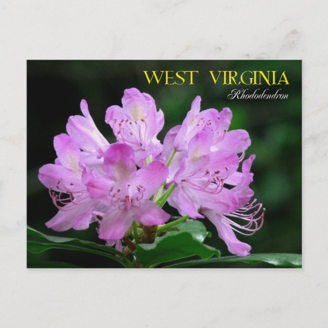 West Virginia State Flower: Rhododendron Postcard (Front)