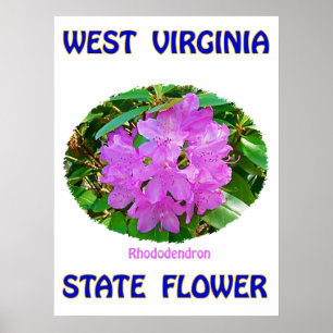 West Virginia State Flower, Rhododendron, Poster