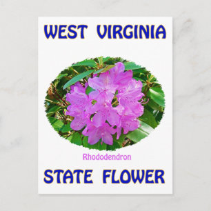 West Virginia State Flower T-Shirts & Gifts Postcard