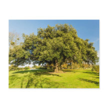 Westbury Court Garden Tree Postcard