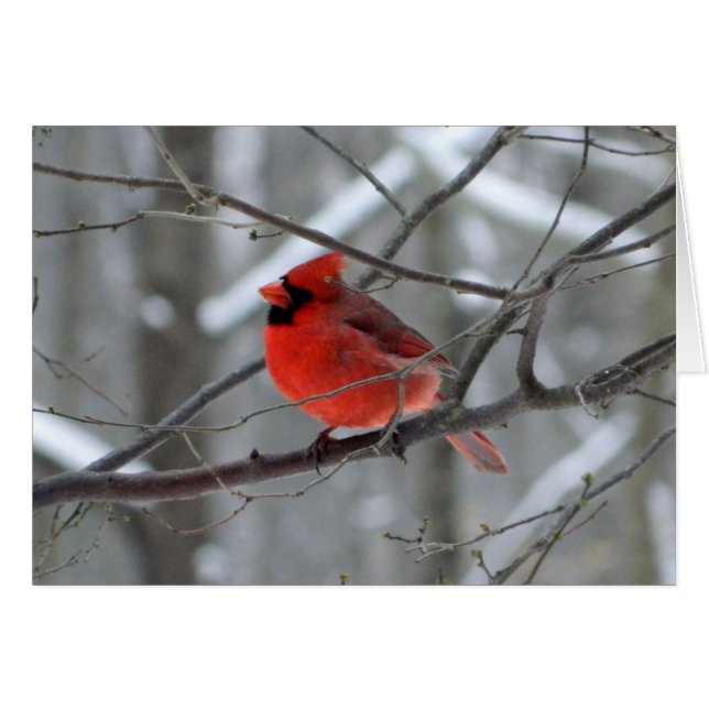 WestCreek Red Cardinal (Blank) (Front Horizontal)