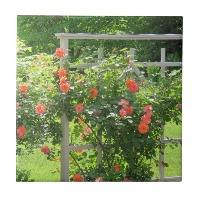 Westerland Coral Rose Tile (Front)