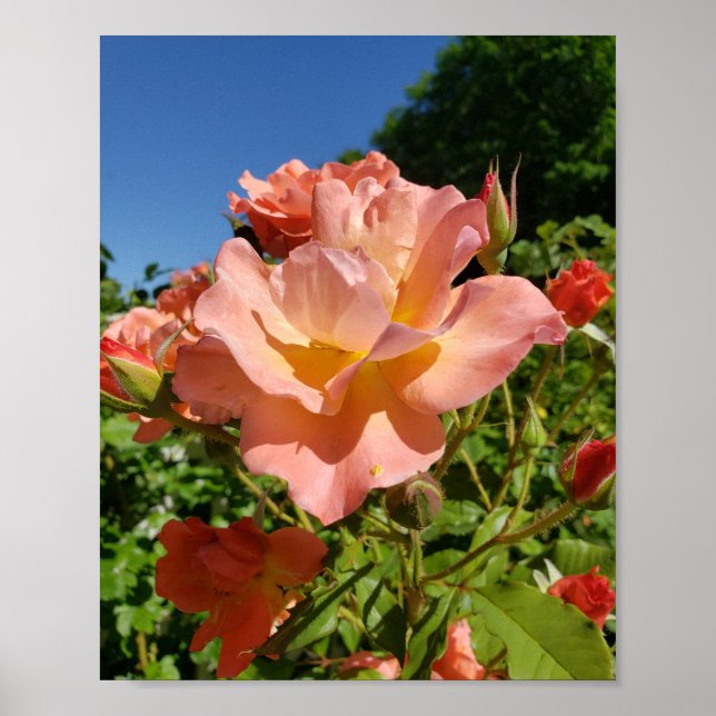 Westerland Rose Coral Poster (Front)