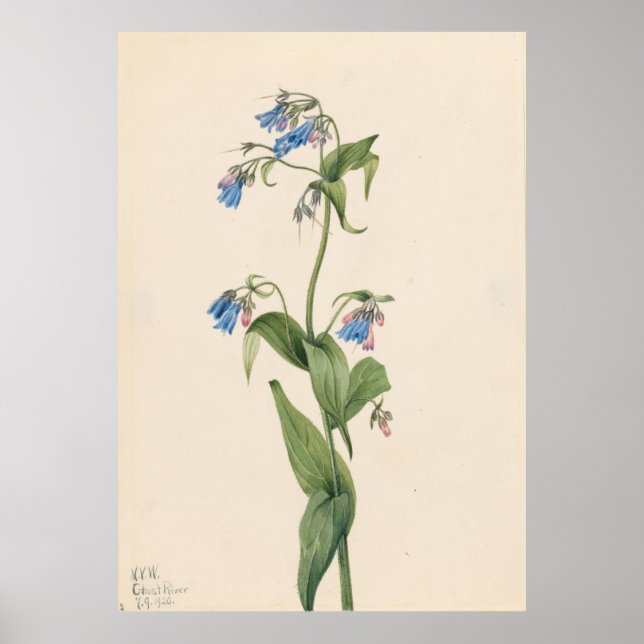 Western Bluebells (Mertensia paniculata) Poster (Front)