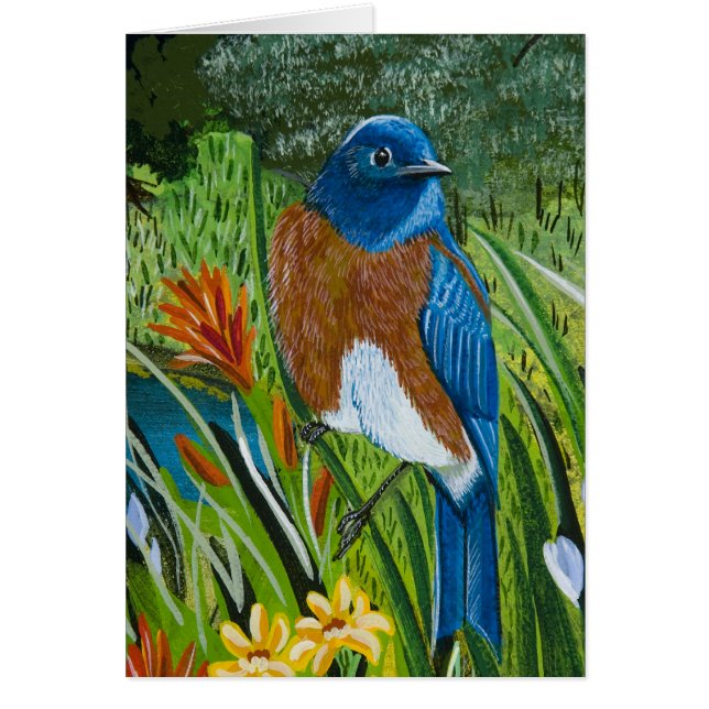 Western Bluebird (Front)