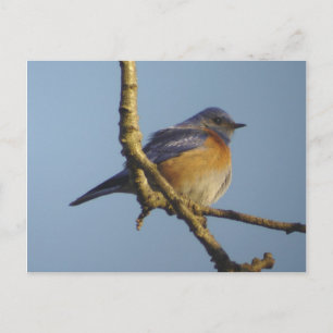 Western Bluebird 1 Postcard