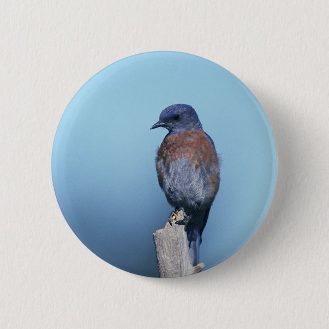 Western bluebird 6 cm round badge (Front)