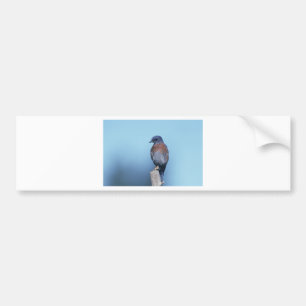 Western bluebird bumper sticker