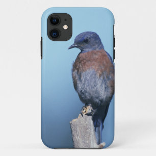 Western bluebird iPhone 11 case