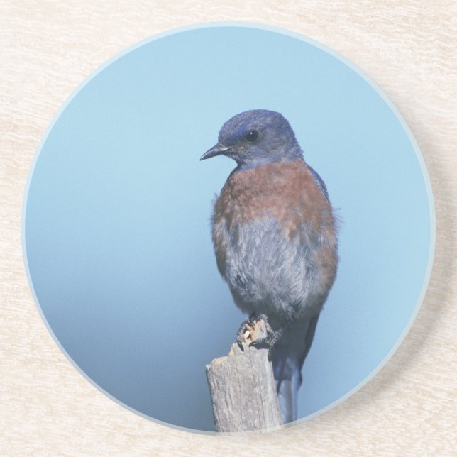 Western bluebird coaster (Front)