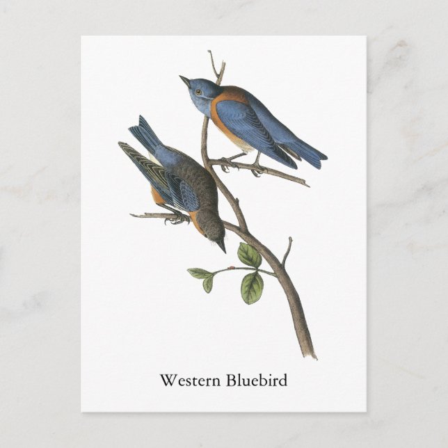 Western Bluebird, John Audubon Postcard (Front)