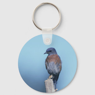 Western bluebird key ring