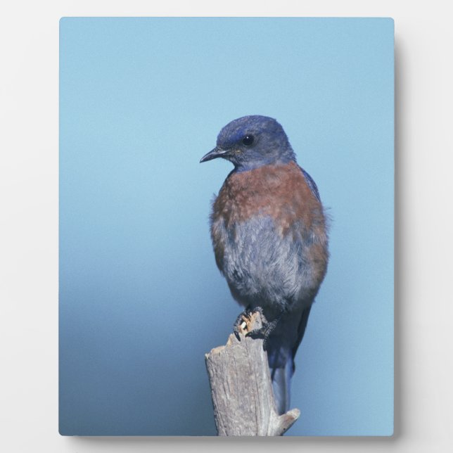 Western bluebird plaque (Front)