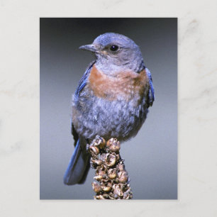 Western Bluebird Postcard