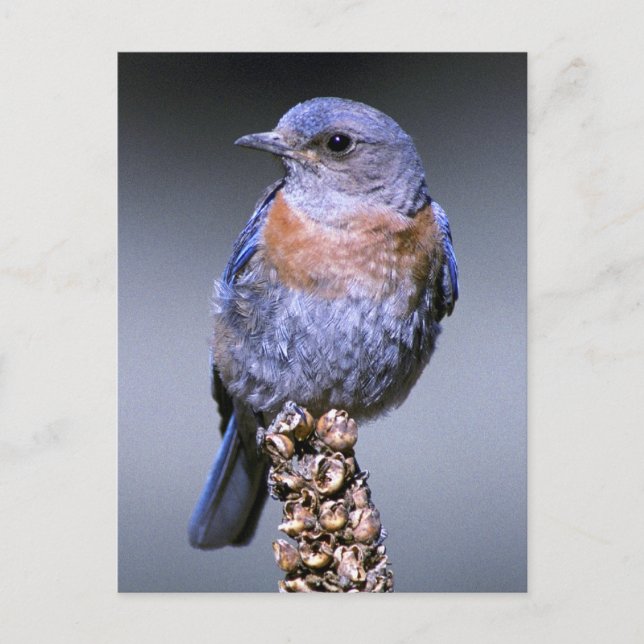 Western Bluebird Postcard (Front)