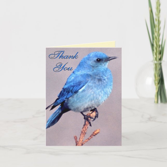 Western Bluebird Thank You Card (Front)