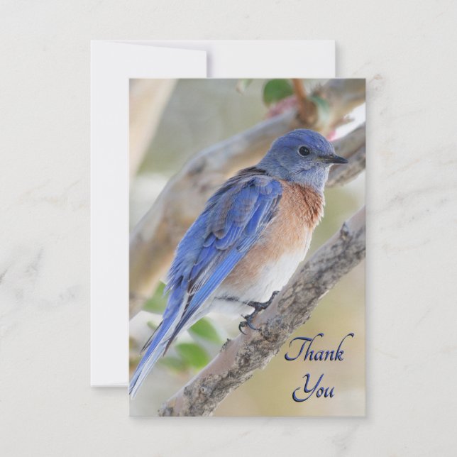 Western Bluebird Thank You Card (Front)