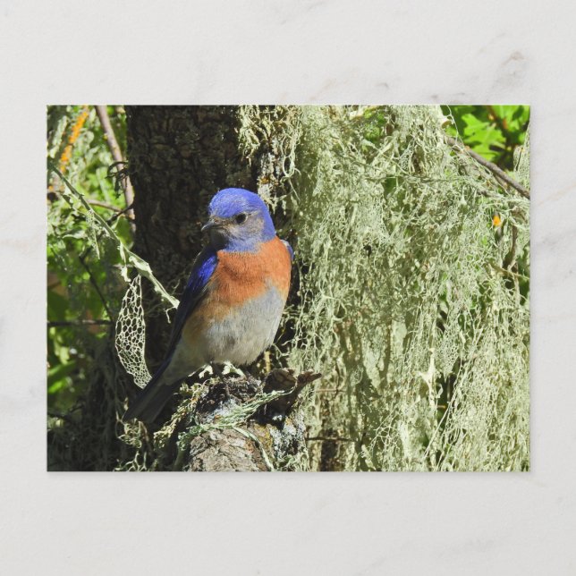 Western Bluebird, wildlife, postcard (Front)
