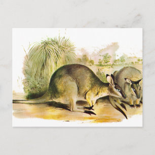 Western Brush wallaby Postcard