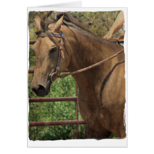 Western Buckskin Horse