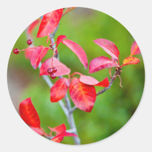 Western Choke Cherry (Prunus Virginiana) In Fall Classic Round Sticker