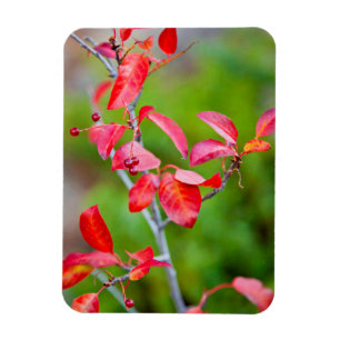 Western Choke Cherry (Prunus Virginiana) In Fall Magnet