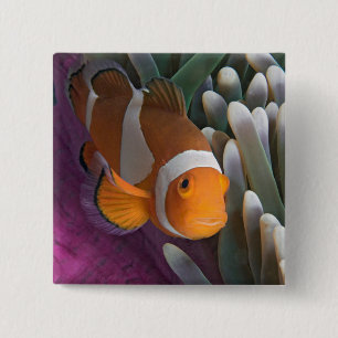 Western Clown Anemone Fish 15 Cm Square Badge