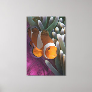 Western Clown Anemone Fish Canvas Print