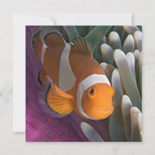 Western Clown Anemone Fish Card