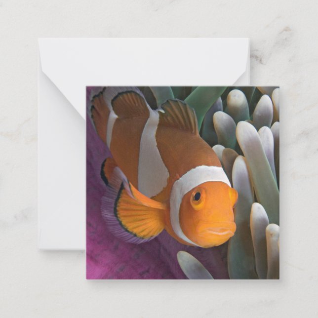 Western Clown Anemone Fish Card (Front)