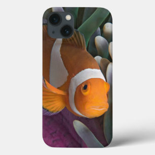 Western Clown Anemone Fish iPhone 13 Case