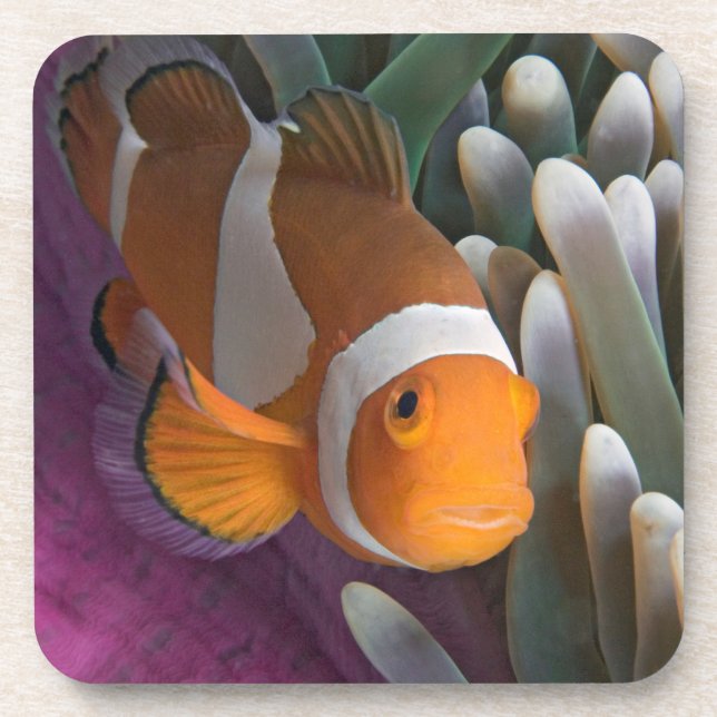Western Clown Anemone Fish Coaster (Front)