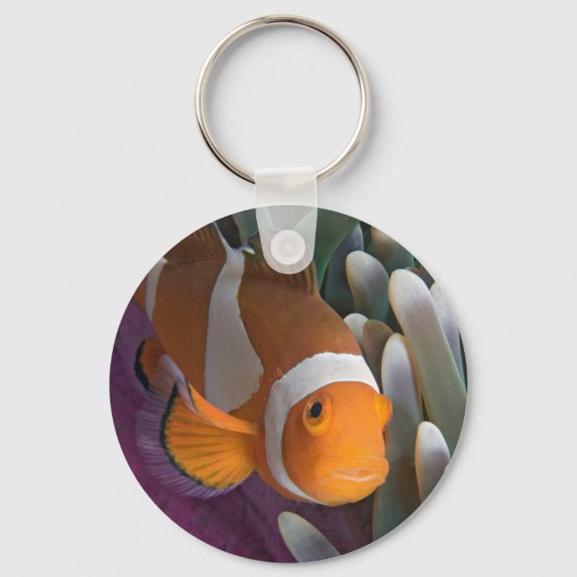 Western Clown Anemone Fish Key Ring (Front)