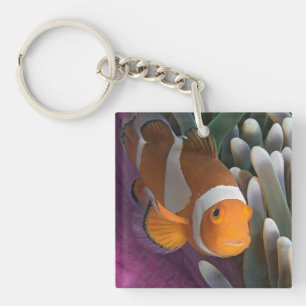Western Clown Anemone Fish Key Ring