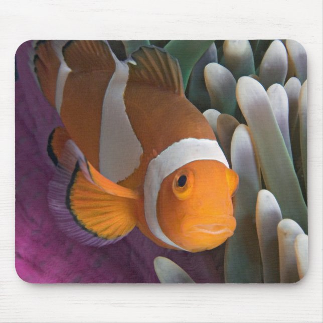 Western Clown Anemone Fish Mouse Mat (Front)