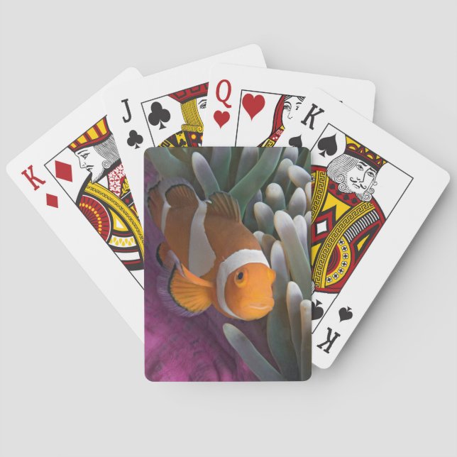Western Clown Anemone Fish Playing Cards (Back)