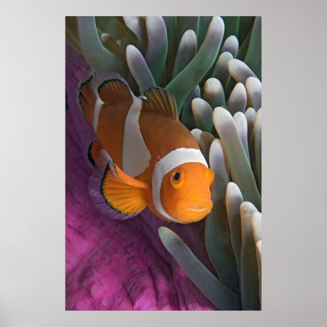 Western Clown Anemone Fish Poster (Front)