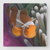 Western Clown Anemone Fish