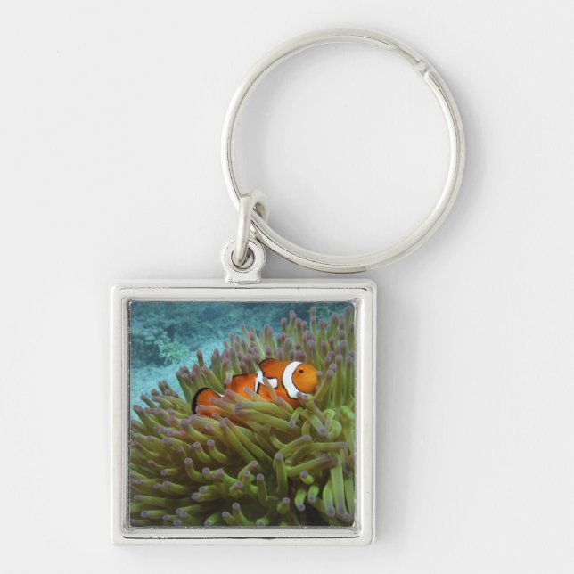 Western Clownfish ( Amphiprion ocellaris ) Key Ring (Front)
