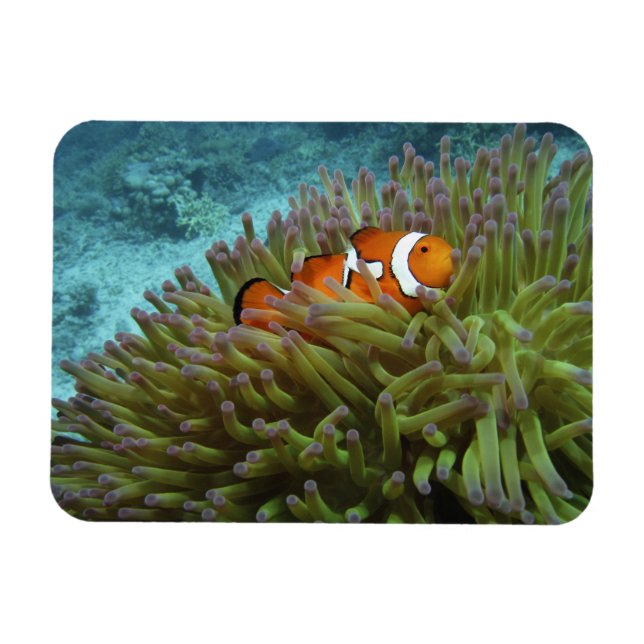 Western Clownfish ( Amphiprion ocellaris ) Magnet (Horizontal)