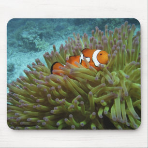 Western Clownfish ( Amphiprion ocellaris ) Mouse Mat
