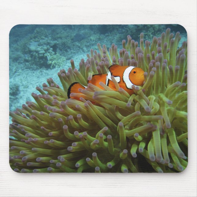 Western Clownfish ( Amphiprion ocellaris ) Mouse Mat (Front)