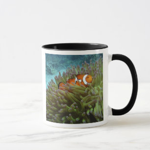 Western Clownfish ( Amphiprion ocellaris ) Mug