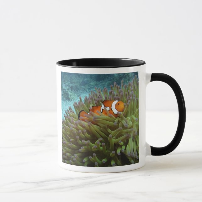 Western Clownfish ( Amphiprion ocellaris ) Mug (Right)