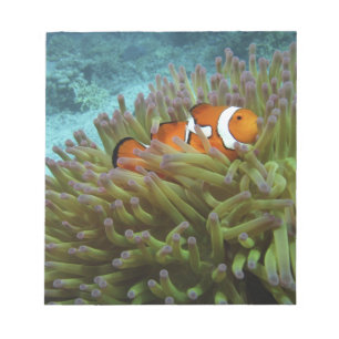Western Clownfish ( Amphiprion ocellaris ) Notepad