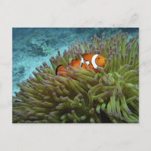 Western Clownfish ( Amphiprion ocellaris ) Postcard